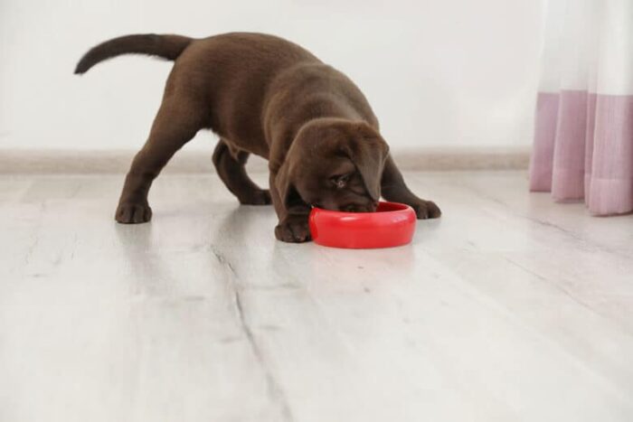 What to feed a puppy with coccidia - chocolate lab eating from red bowl.