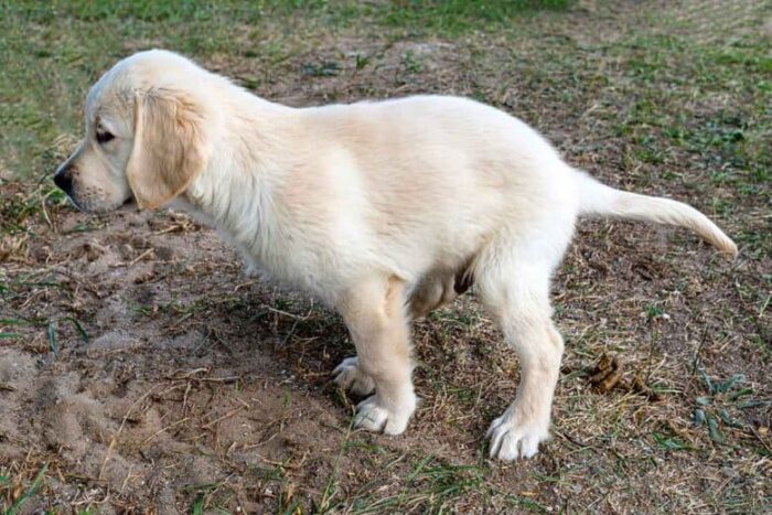 What to give a puppy for constipation - Golden Retriever puppy going poop