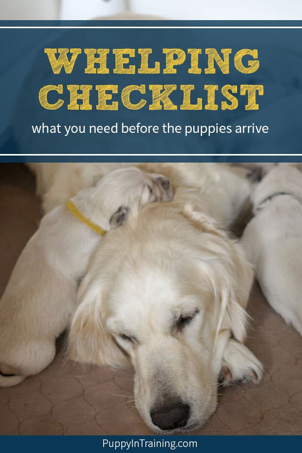 Whelping Checklist - Raven with her Golden Retriever puppies lying on her head