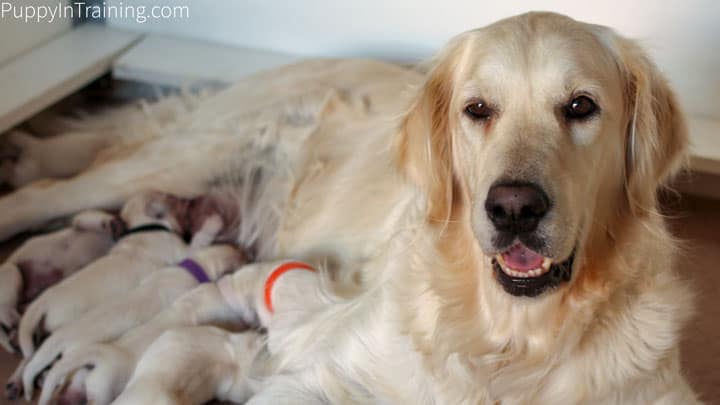 Whelping Supplies Checklist - Raven with her litter of Golden Puppies