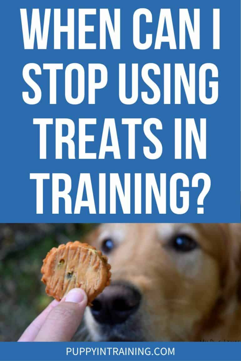 When Can I Stop Using Treats In Training? - Golden looking at treat