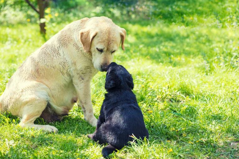 When Can Puppies Leave Their Mom