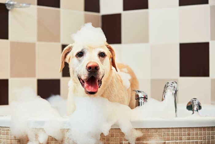 When can you shower a puppy - yellow lab in bubble bath.