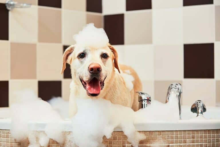 When can you shower a puppy