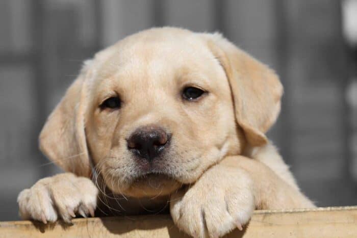 Yellow Labrador Puppy feet on the fence peering over