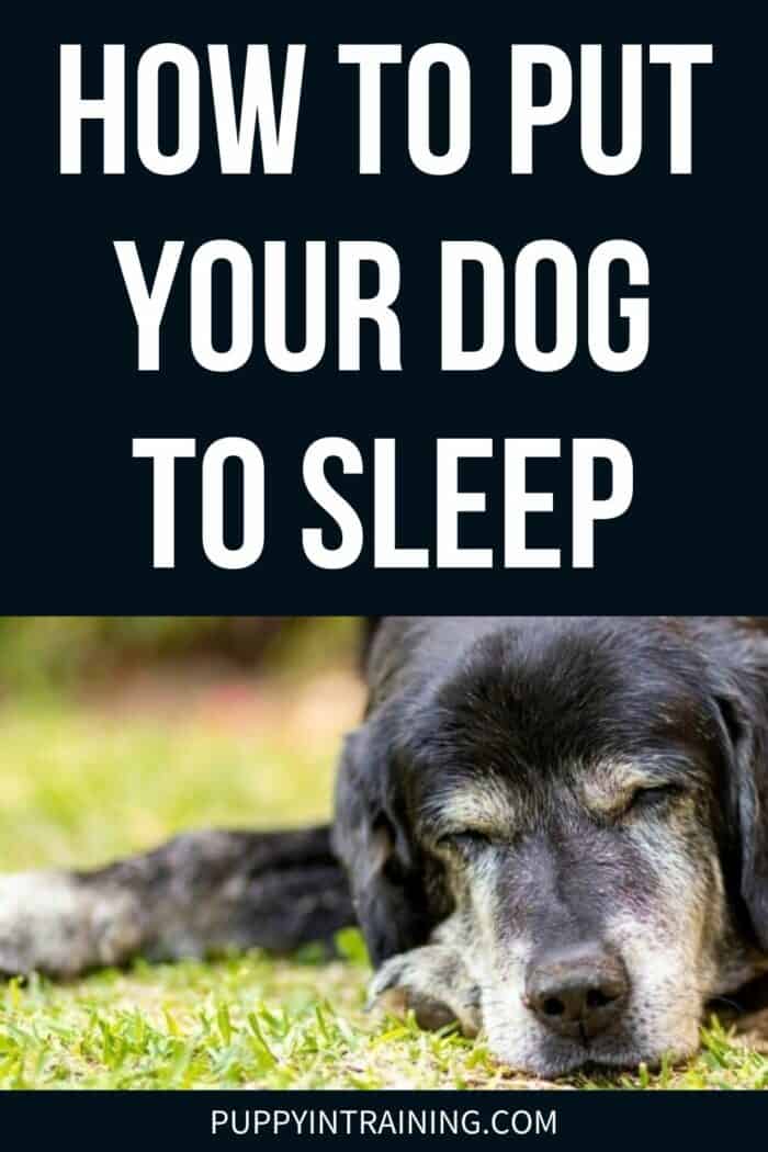 How And When To Put A Dog To Sleep - Old black Labrador Retriever with grey beard lying down in the grass