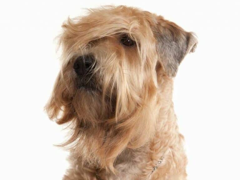 What Is A Whoodle? A Poodle And Soft-Coated Wheaten Terrier Mix