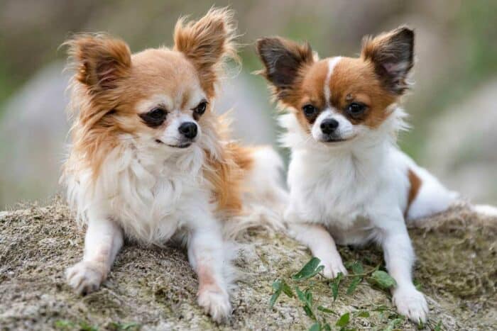 Why Are Chihuahuas Mean And Aggressive?