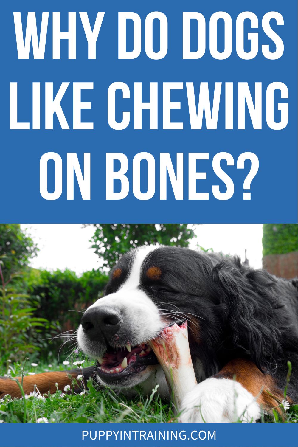 Why Do Dogs Like Chewing On Bones? - dog chewing on bone in grass