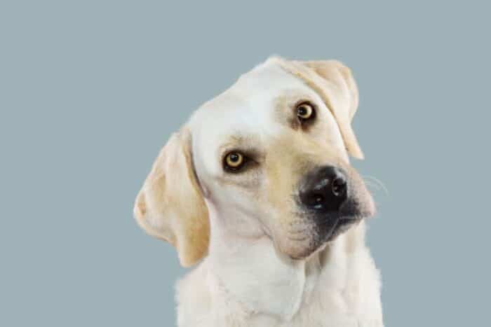 Yellow Lab Tilting Head