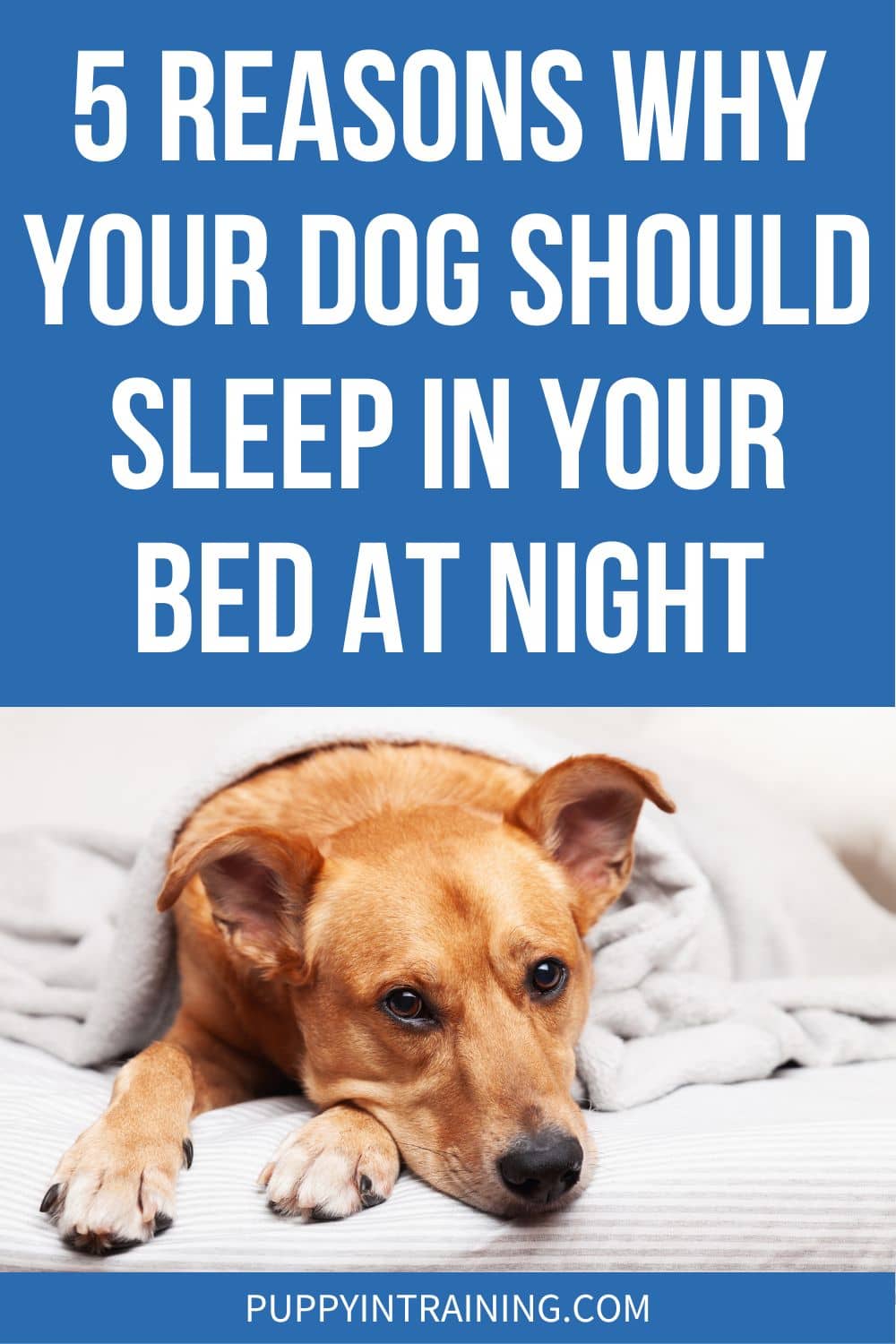 5 Reasons Why Your Dog Should Sleep In Your Bed At Night - dog resting in bed