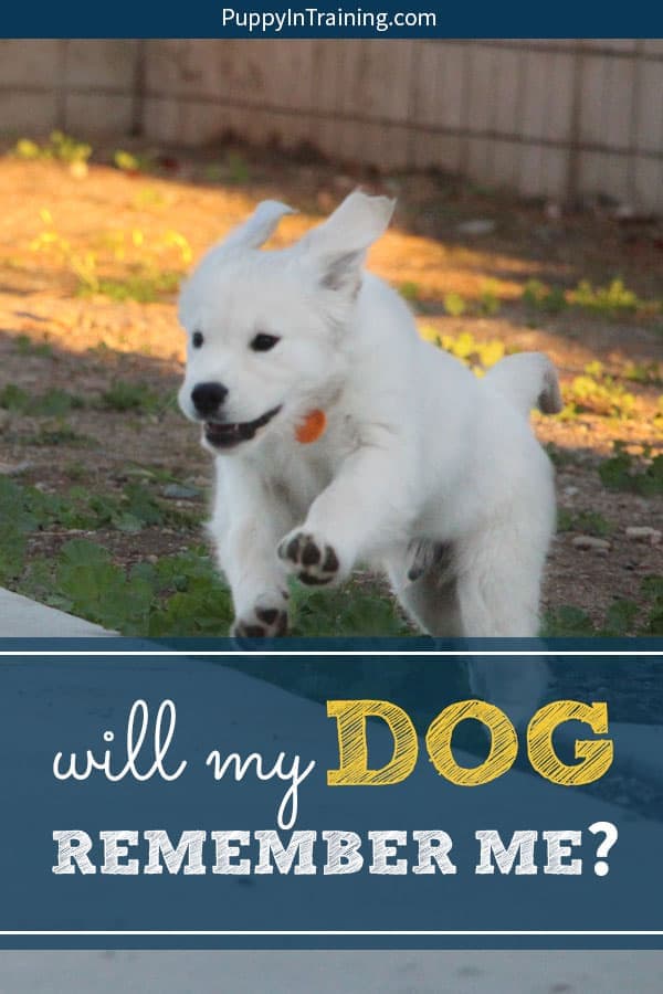 Will my dog remember me after a month? a year? Will my dog miss me? These are questions I ask every time I turn in another service dog puppy to start his advanced training. A dozen times and counting not including the litters of puppies and fosters. The answer is always the same…#willmydogrememberme #willmydogmissme #servicedogintraining #sdit #puppyintraining #guidedogpuppy #servicedogpuppy