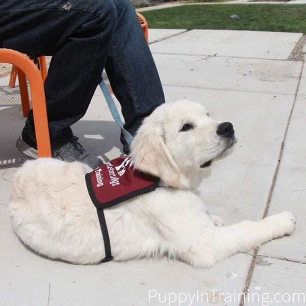 Charlie in his Cascade Service Dogs puppy jacket