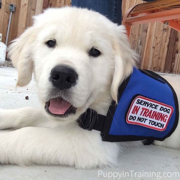 Charlie, Service Dog Puppy In Training!