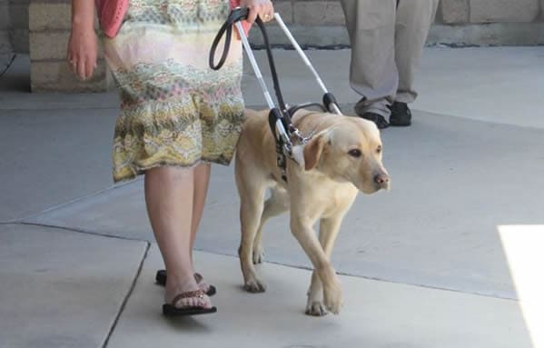 Working guide dog, Dublin!