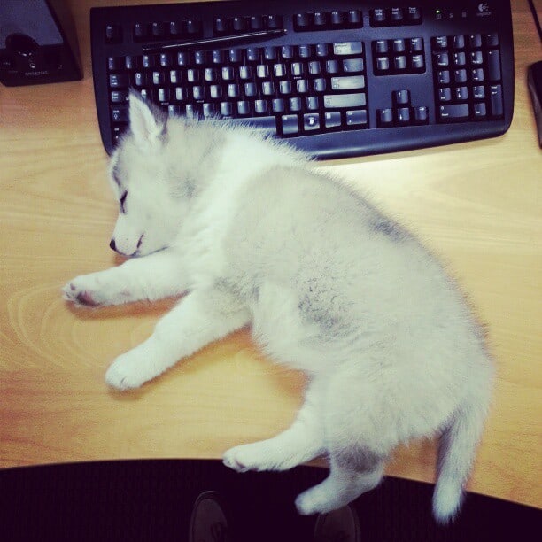 Working Husky Puppy