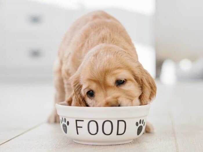 Worst dry dog foods - dog eating food out of "FOOD" bowl.