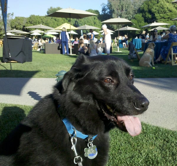 Yappy Hour Ritz Carlton With Linus