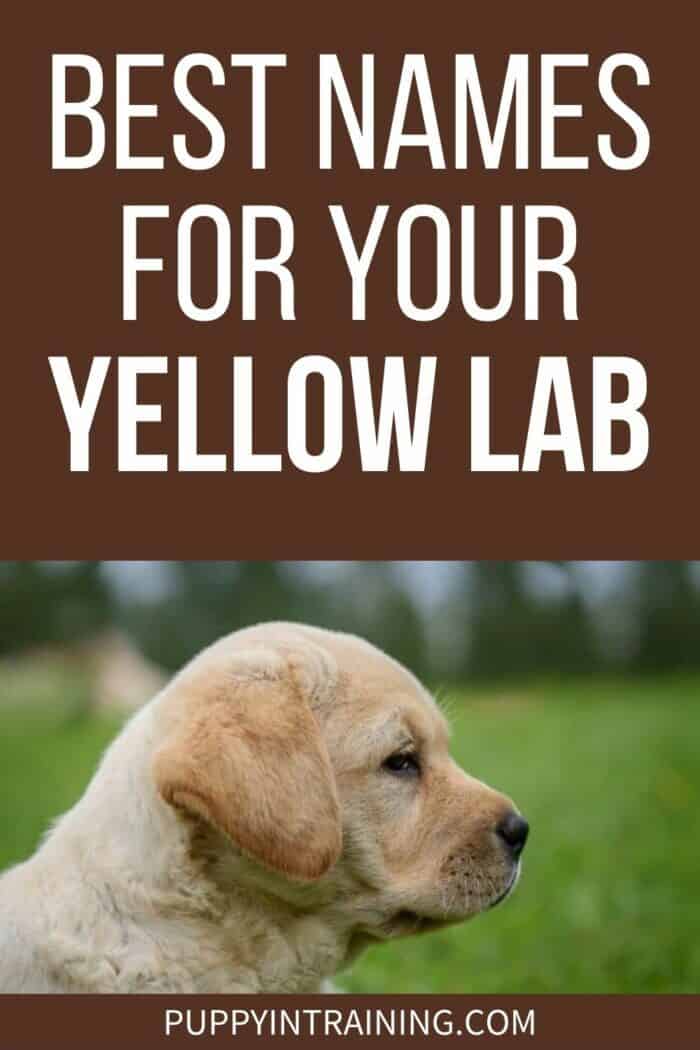 Best Names For Your Yellow Lab - Lab puppy in grass field staring to the right