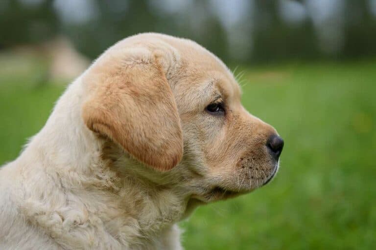 Yellow Lab Names