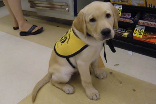 Yellow Labrador Retriever Pupppy