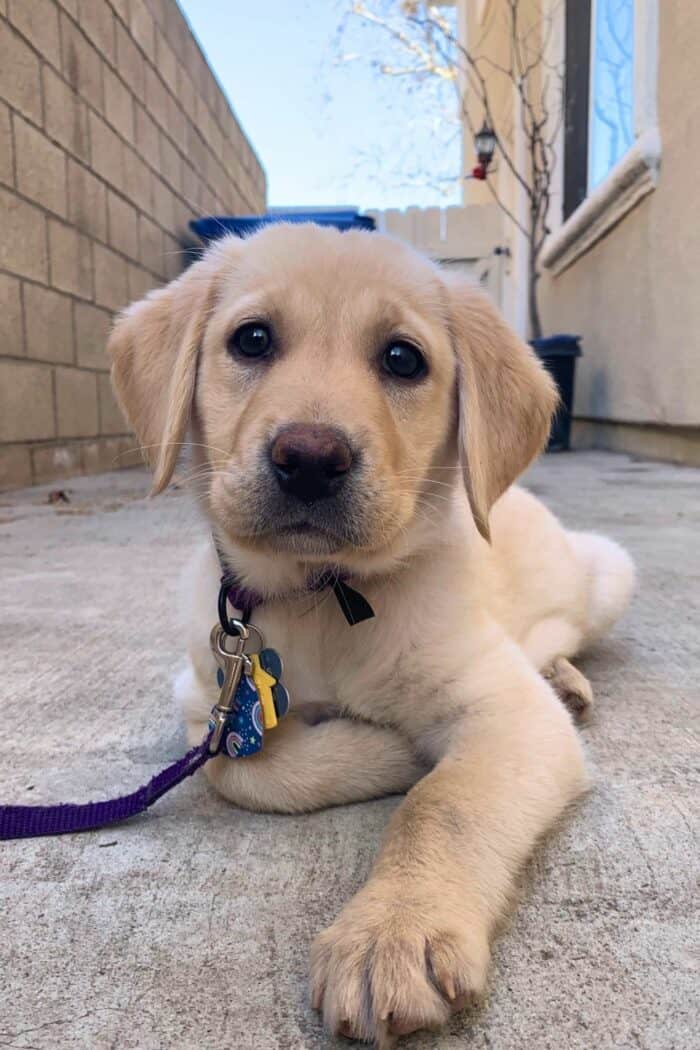 Yellow Lab Puppy Lying On Ground