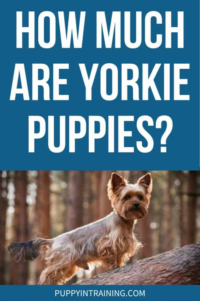 How Much Are Yorkie Puppies? - Yorkie standing on a log.