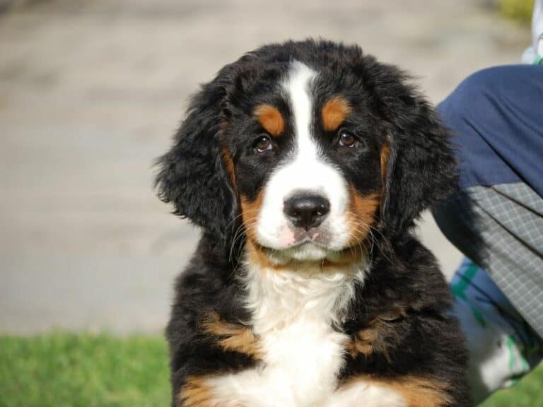 So You Want A Bernese Mountain Dog