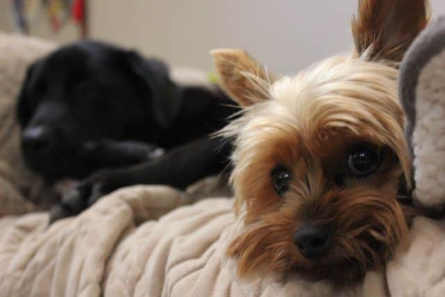 Yuki the Yorkie - Our little house guest