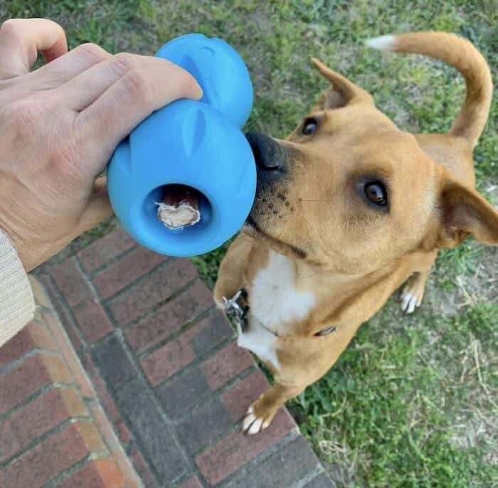 Wally’s large Zogoflex Qwizl holds a large bully stick