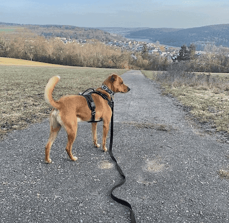 Walking my dog Wally on a 15’ long leash in a rural area