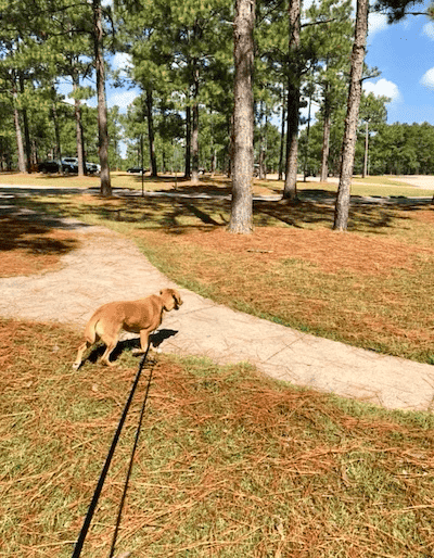 Former client pup Truman on a 15’ dog leash, attempting a recall