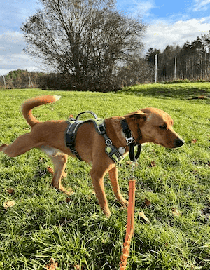 Hiking with my dog Wally on a hands-free 4’ bungee leash system