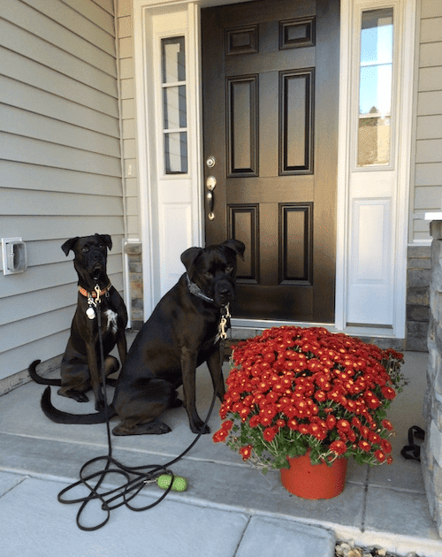 My dogs Missy & Buzz on the 6’ leather leashes we bought at class