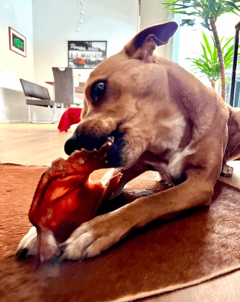 Are Pig Ears Good For Dogs?