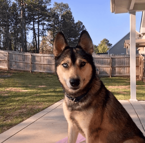 Former pet sitting client Husky Piper in an alert state of mind.