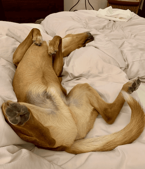 Happy Wally on a hotel bed.