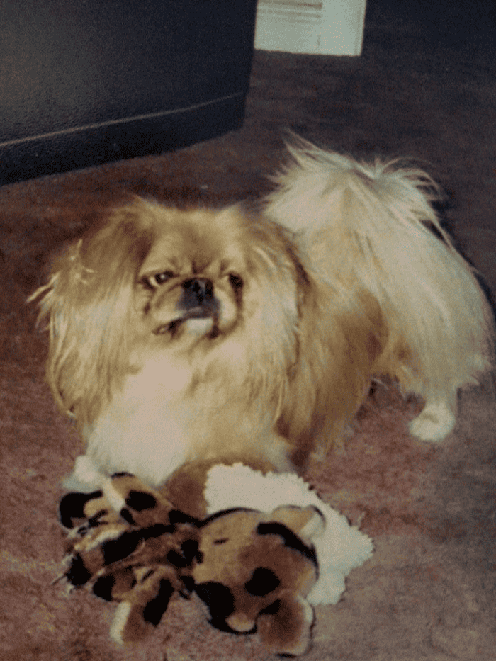 Peke playing with toy