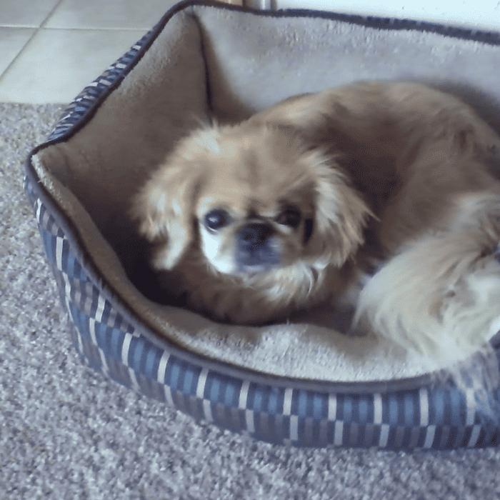 Peke in small dog bed