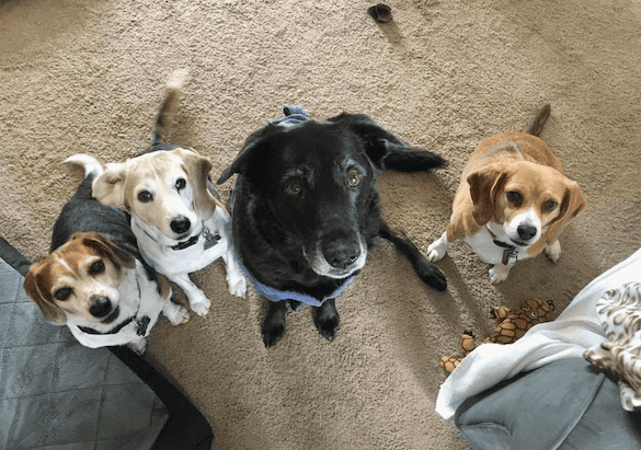 From left to right: Bogart, Kismet, Lucy and Sammie