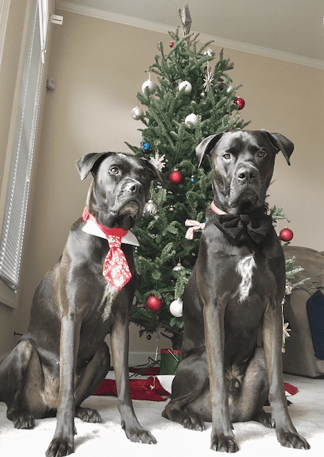 Missy (left) and Buzz (right) as adult pups