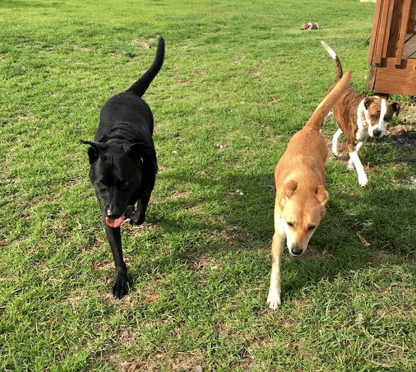 From left to right: Max, Rosie, Rebel and Bella in the back