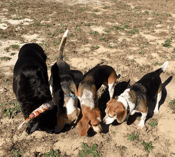 From left to right: Lucy, Kismet, Sammie & Bogart 