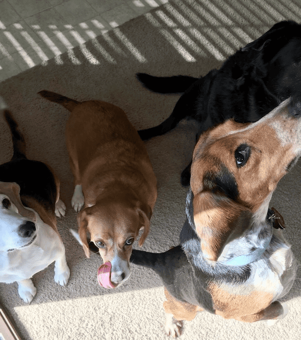 Beagles with different coat colors