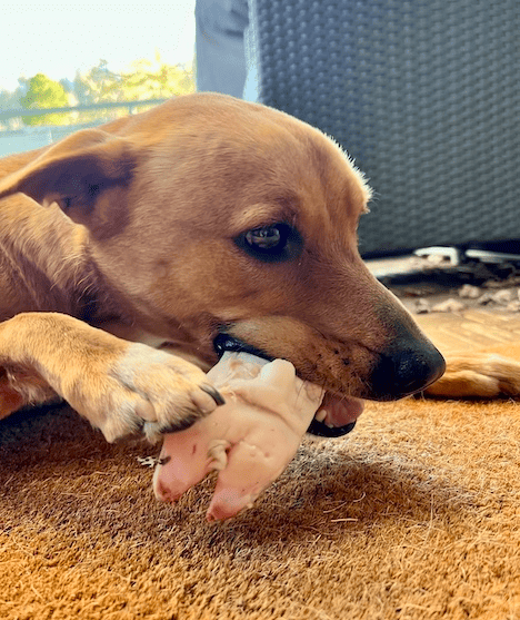 Wally with a raw pork trotter