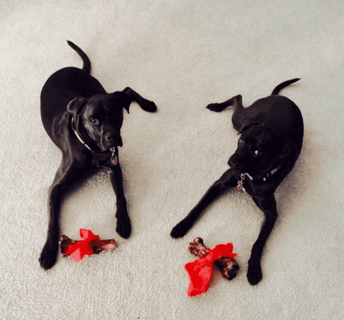 Don’t feed your dogs these smoked beef bones!