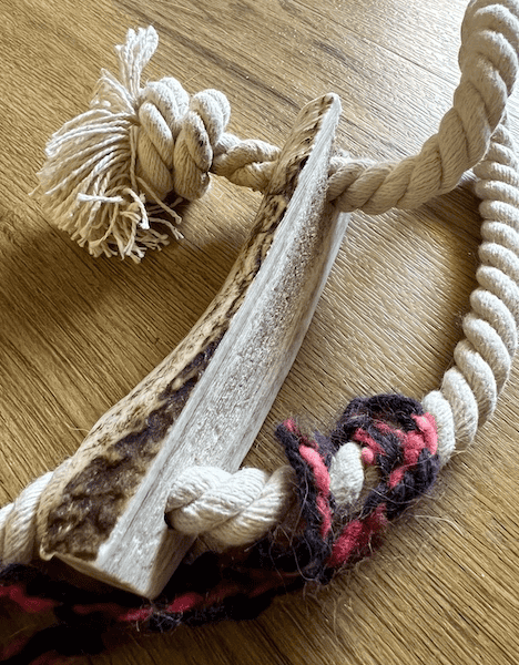 A split elk antler exposing the marrow