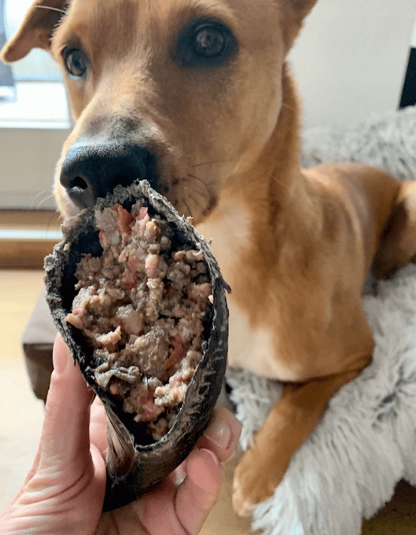 Wally with a raw dog food filled cow hoof