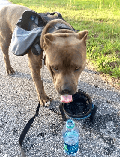 Backpack hiking with former client pup Doe Boy