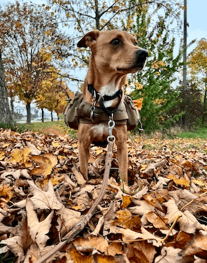 Walking my dog Wally on a martingale collar, a 6’ dual handle leather leash and dog backpack